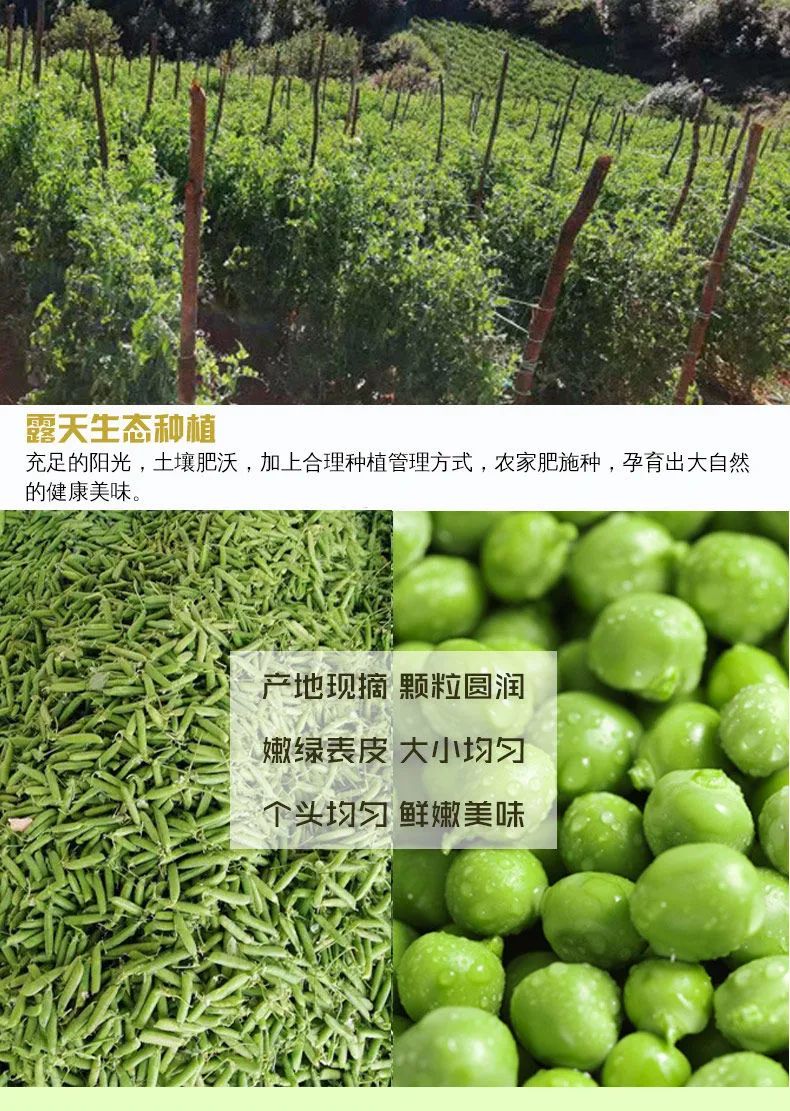 新鲜送到家!冬季必吃时令新鲜豌豆上架啦!仅29.9元=5斤云南新鲜带壳豌豆(青豆)农家露天自种,新鲜采摘,带壳发货,杜绝污染~