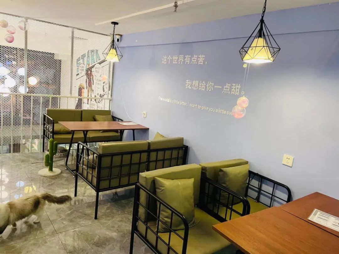 【净月区大学城·橘子猫咖】39.9/59.9元抢门市价210/260元套餐=饮【饮品2杯/薯条1份或精品烤肠2根/猫条2份+门票2鞋套2】 【宠物洗护/耳部护理/剃底毛/清洁肛门腺...】吃喝撸猫,可以泡上一整天!来开启你们的幸福撸猫时刻吧