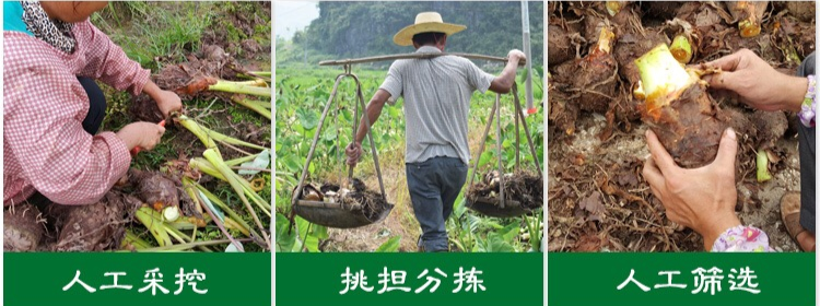 【乾隆钦点·皇室贡品】连乾隆皇帝也是它的忠实粉丝!仅29.9元抢【荔浦芋头】5斤中果装,现挖现发,粉糯香甜,健脾祛湿,进补好食材!入口即化的“贡品级”荔浦芋头,一秒甜进你心窝!