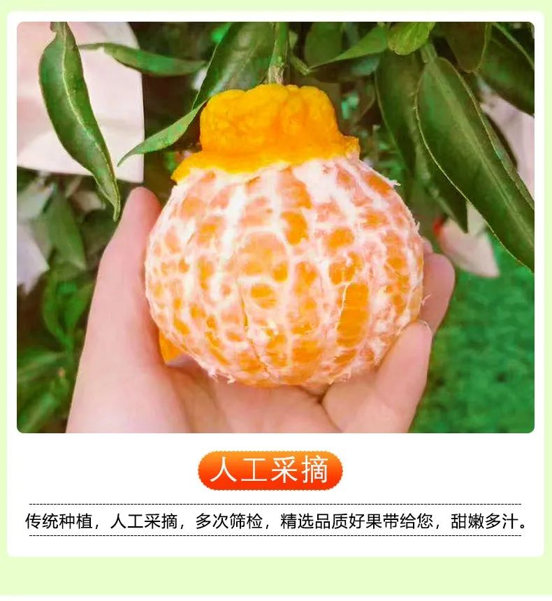【千千生鲜丨国家地理标志产品-四川不知火丑橘】“柑橘皇后”,好吃不上火!仅29.9元=净重8.5-9斤抢价值79元不知火丑橘!一口爆汁,肉质鲜嫩,爽口化渣!