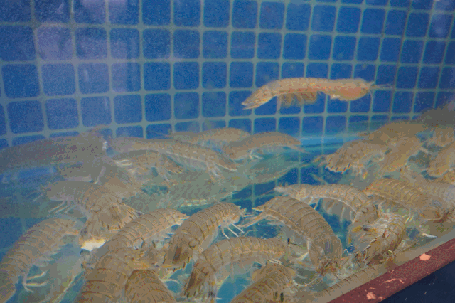 皮皮虾动图gif.gif
