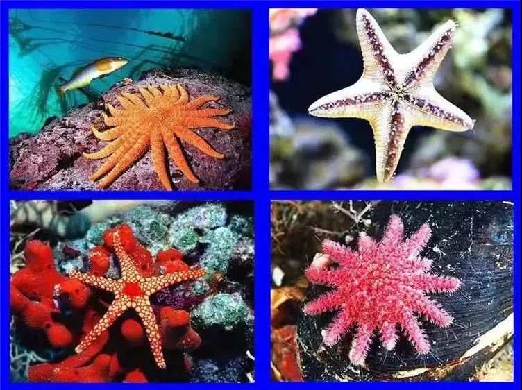 海星,电鳗,淘气堡···玩学海底世界