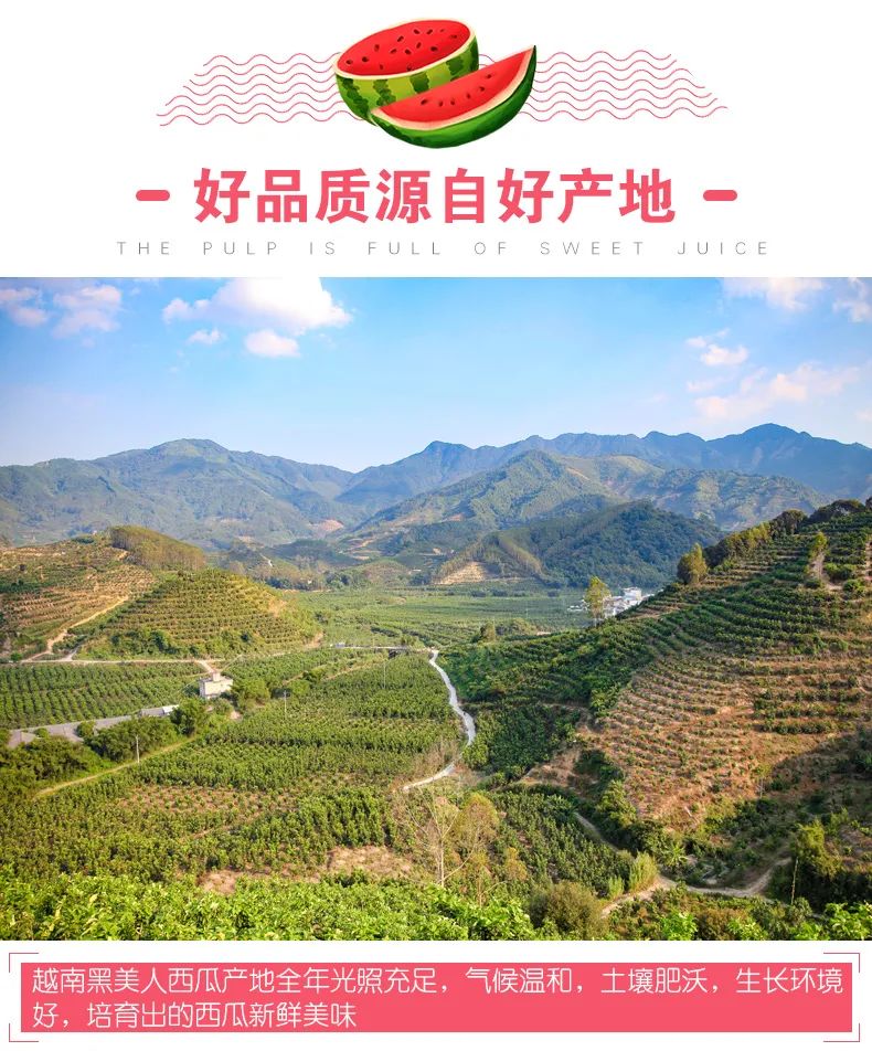 【西瓜控福利|果汁丰盈,鲜食清新】限量688份!39.9元=8-10斤抢门市价89.9元越南黑美人西瓜2个装,瓜瓤饱满,沁甜入喉~