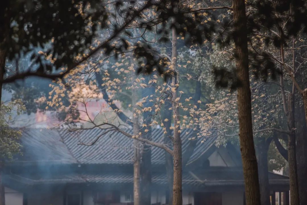 CLU_4847.jpg 春季出游好去处!仅89/158元抢价值120/210元的【拈花湾&灵山大佛】单人票!用这漫出屏幕的美景,许你整个春天的浪漫~是时候带上家人一起享受踏青的乐趣!