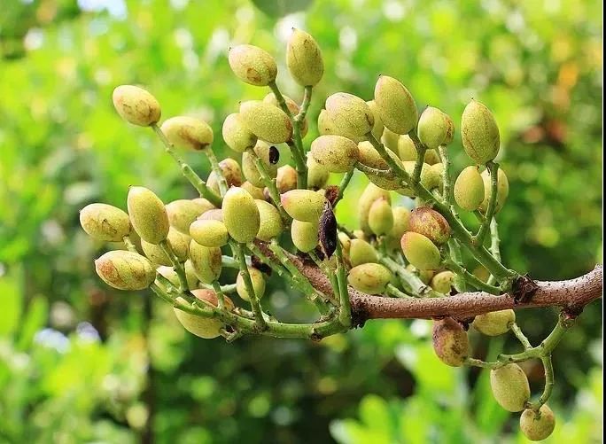 【新疆特产】【年货抄底价!限时3天!】每年疯抢的开心果,55元=4罐抢新疆本色原味开心果!果仁饱满!开口易拨,酥脆咸香!过年吃点开心果,祝大家笑口常开!