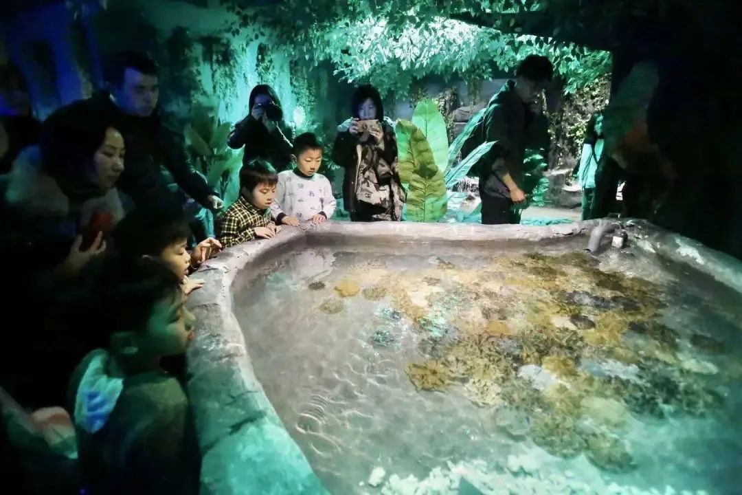【秦淮区|无需预约|水母王国】超人气海洋水母馆!仅19.9元抢门市价88元【水母云一1618单人票】水母科普实验室+沉浸式L型天幕+梦幻美人鱼剧场+互动触摸池+浩瀚水母墙+神秘罗马通道+网红拍照缸…神奇的海洋探索之旅!等您来体验!
