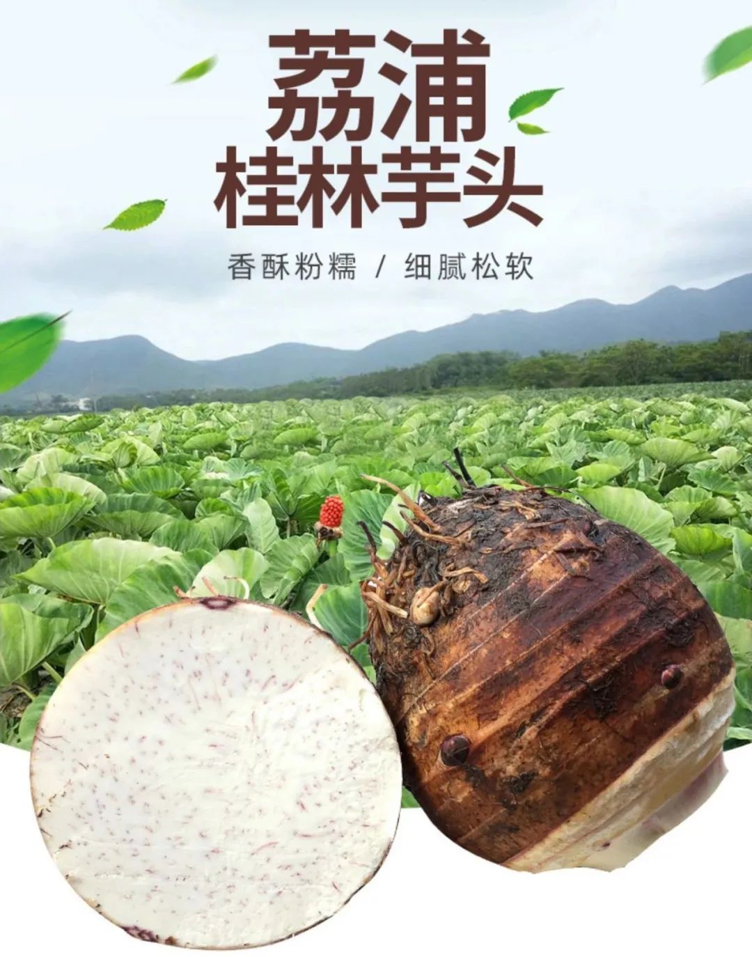 【乾隆钦点·皇室贡品】连乾隆皇帝也是它的忠实粉丝!仅29.9元抢【荔浦芋头】5斤中果装,现挖现发,粉糯香甜,健脾祛湿,进补好食材!入口即化的“贡品级”荔浦芋头,一秒甜进你心窝!