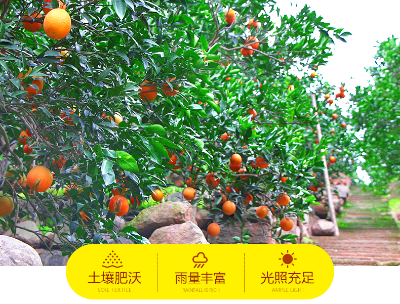 【冬季“维C”之王|麻阳冰糖橙·纯甜爆汁】比喝橙汁还过瘾!仅18.8元=5斤抢门市价49元麻阳冰糖橙!鲜甜可口,丰盈多汁!新鲜现摘~