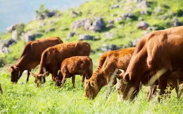 【网红非遗灯影牛肉丝】见光投影,传承老味道!仅39.9元=2箱抢【老川东灯影牛肉丝】入口鲜韧,嚼劲十足,酥松清爽,让嘴巴欲罢不能!