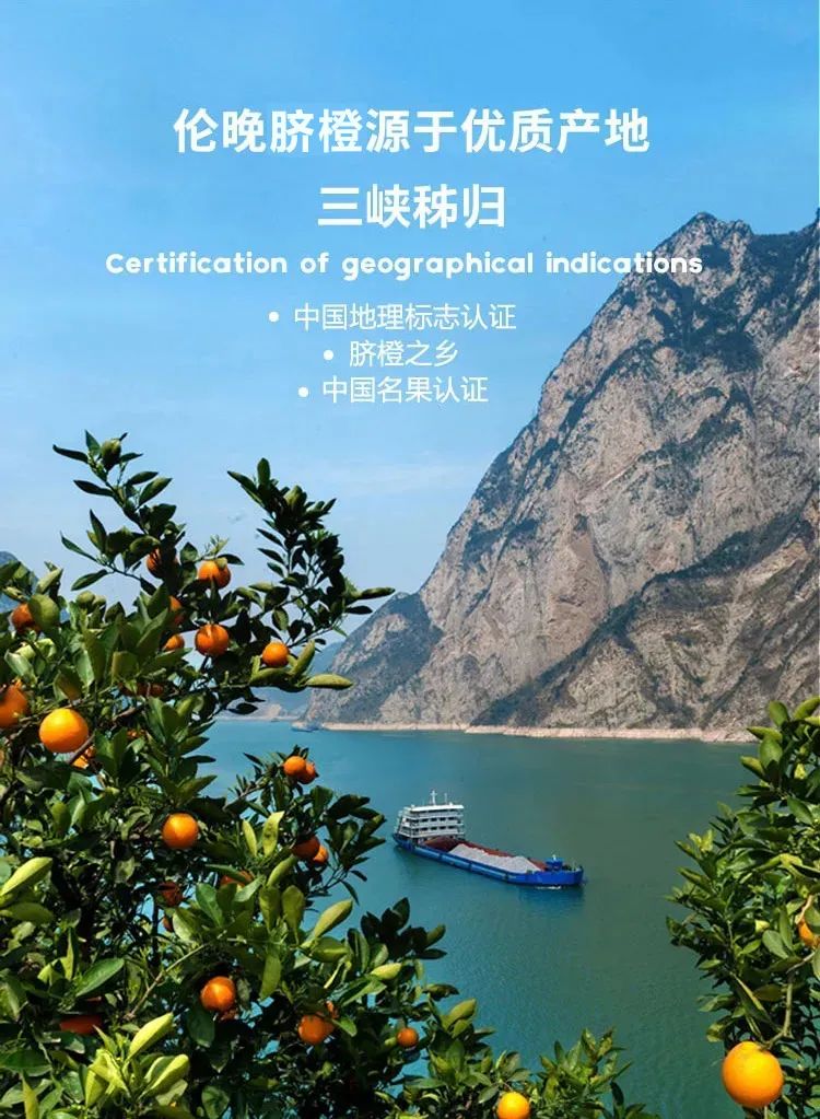 【可以“喝”的橙子】肉脆汁多,香味浓郁!19.9元=大果净重5斤,抢49元【秭归脐橙】产地现摘现发!皮薄肉厚、口感清甜多汁~