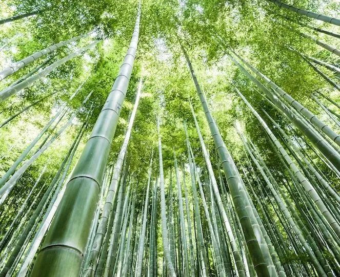 【温泉•滑雪•萌宠】【安吉·君澜度假酒店】上山做神仙,逍遥又自在!仅499元享2天1晚田园房+双人温泉+双早套餐!被绿水青山包裹的星级度假酒店,110亩占地面积,17座私汤池,还有兔子园,孔雀园,儿童乐园……静心万亩竹海间,避世滑雪泡汤池!