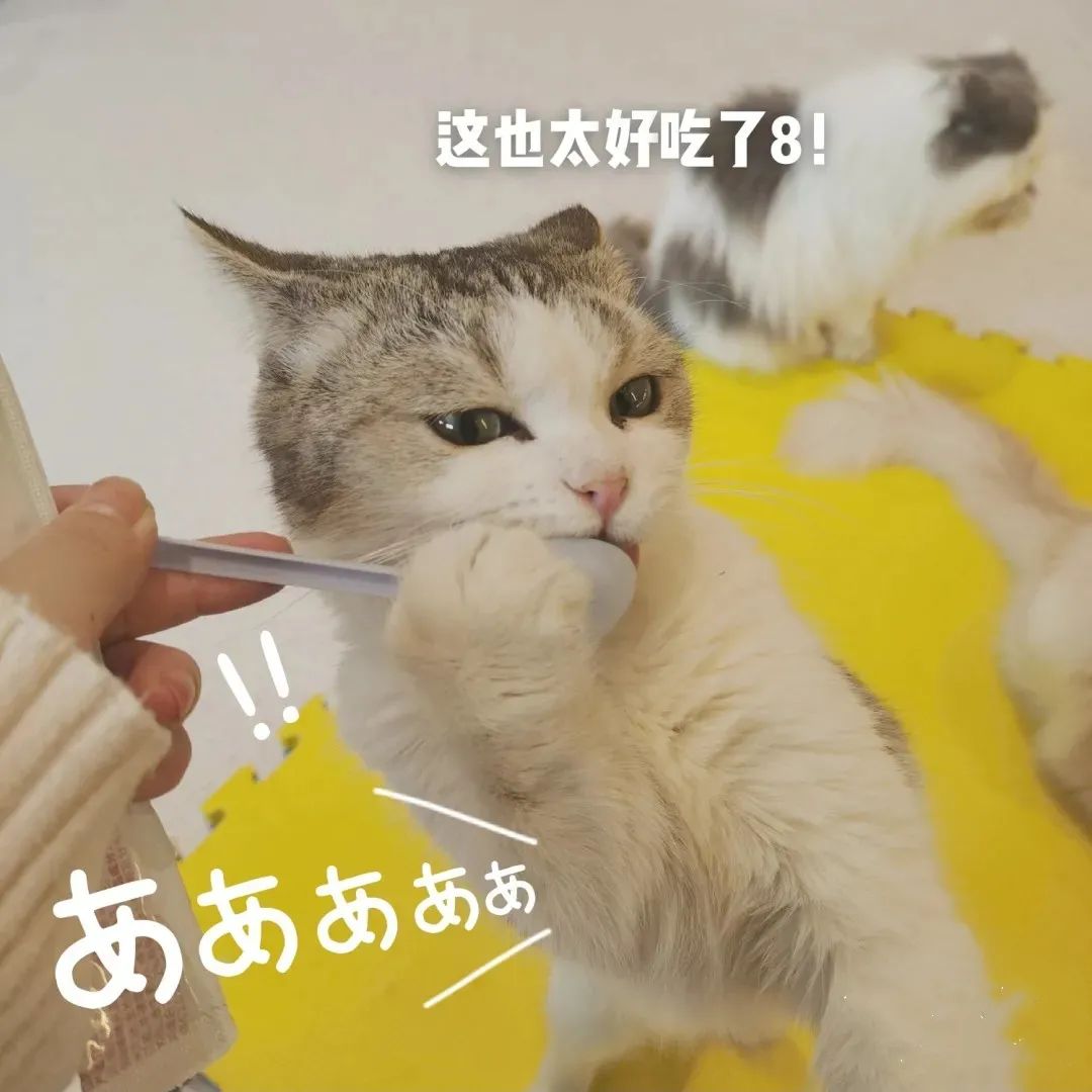 【无需预约·初见猫咪】撸猫的乐趣谁能拒绝!仅需19.9/29.9元即可享门市价136/186元双人撸猫门票/撸猫门票饮料套餐,双人撸猫门票两张+桌游区、电玩区(PS4、任天堂switch)畅玩一个半小时+猫零食一份
