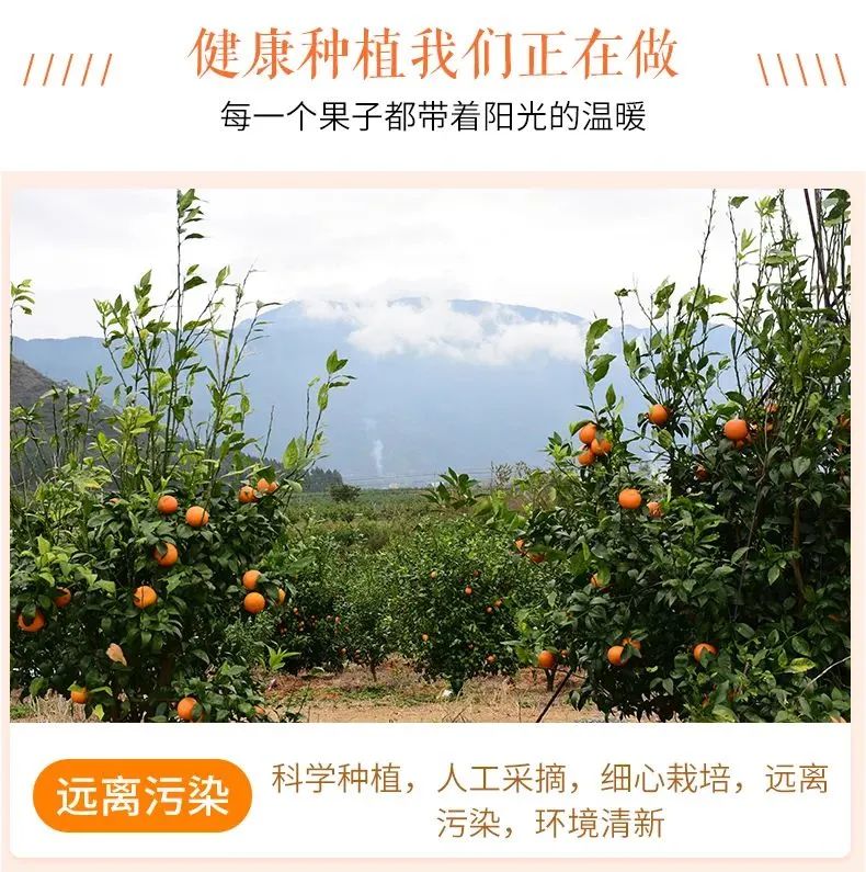 【千千生鲜】果肉饱满,果粒充盈水嫩,富含超多VC!29.9元=大果5斤,39.9元=大果9斤,抢【正宗四川不知火丑橘】,原产直达,品质保证!