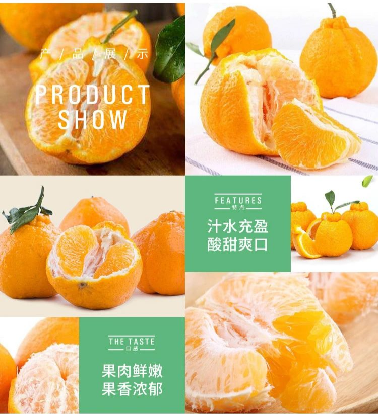 【千千生鲜丨国家地理标志产品-四川不知火丑橘】“柑橘皇后”,好吃不上火!仅29.9元=净重8.5-9斤抢价值79元不知火丑橘!一口爆汁,肉质鲜嫩,爽口化渣!