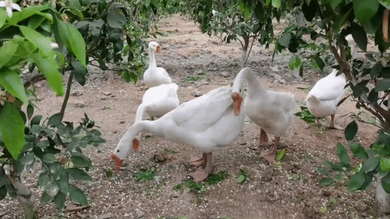 抢门市价199元【铁锅炖大鹅/小鸡炖蘑菇】传统东北口味炖菜,精美大气