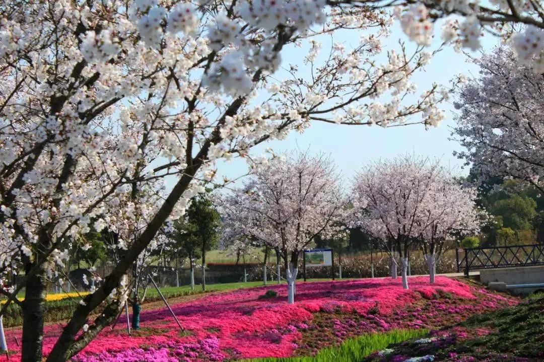 3月赏花季 伏热花海 现仅29 9 39 9元限时抢伏热花海赏花套票 360 浪漫花田美到哭 阳春三月马上走起 芭芭拉